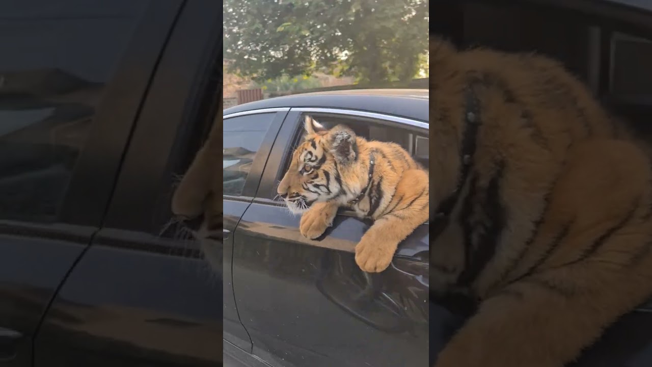 Tiger In the Car | Nouman Hassan |