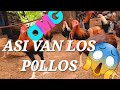 😱 ASI VAN CRECIENDO LOS POLLOS DE ESTA TEMPORADA 😱