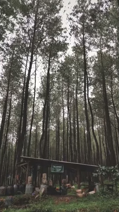 story wa - resah jadi luka daun jatuh