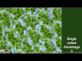 Advantages and Disadvantages of Single-celled and Multi-celled Organisms