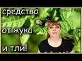 Чудо средство от КОЛОРАДСКОГО ЖУКА и ТЛИ!