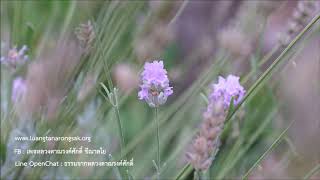 200526A1-3 ทุกข์ และ นิพพานเกิดจากอะไร ตอนที่ 3