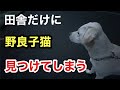 またも野良子猫を発見するラブラドール、救うため保護しようとしたら、、、