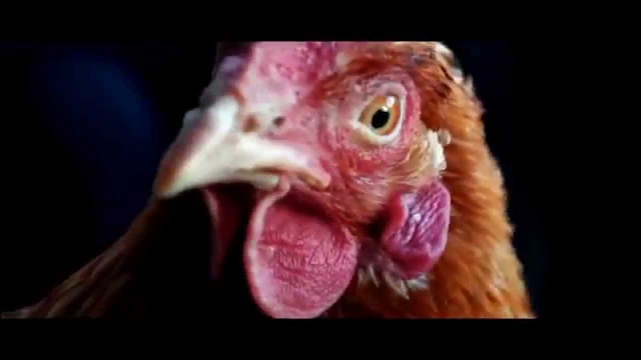 Курица из рекламы Мерседес.