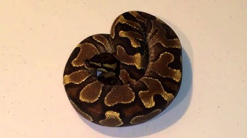 ENCHI BALL PYTHON HD