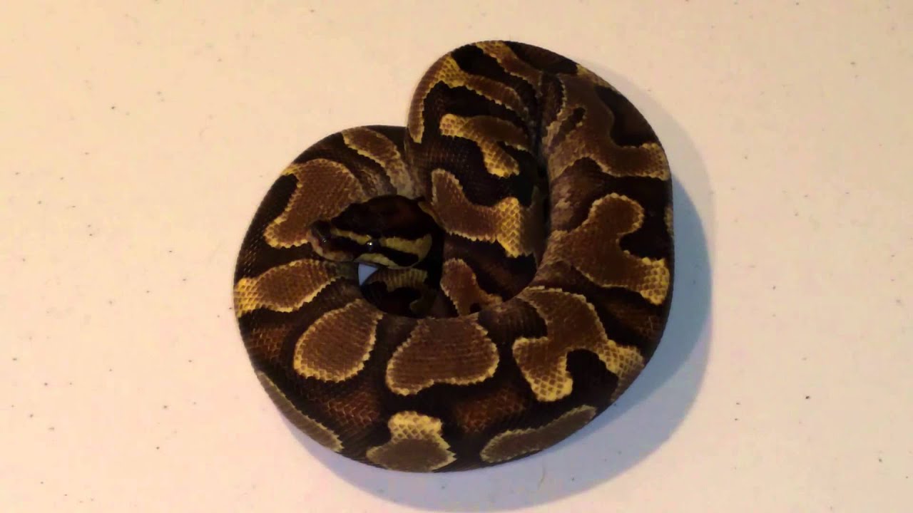 enchilada sauce brands ENCHI BALL PYTHON HD