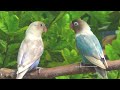 Lovebird's Sounds - Pastel Blue Ouwo Yea Pastel Blue