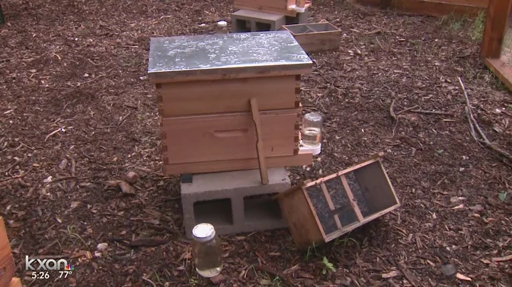 Sustainable Food Center now has a bee apiary