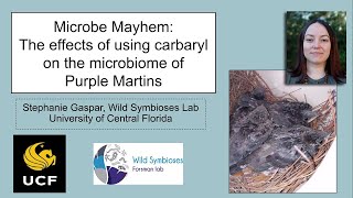 Microbe mayhem: The effects of using carbaryl on the microbiome of Purple Martins