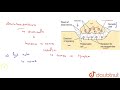 What Is Synaptic Fatigue 11 NEURAL CONTROL AND CORRDINATION BIOLOGY PRADEEP Doubtnut