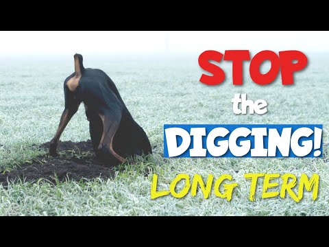 Video: 4 Tips untuk Menghentikan Doberman Anda Dari Menggali