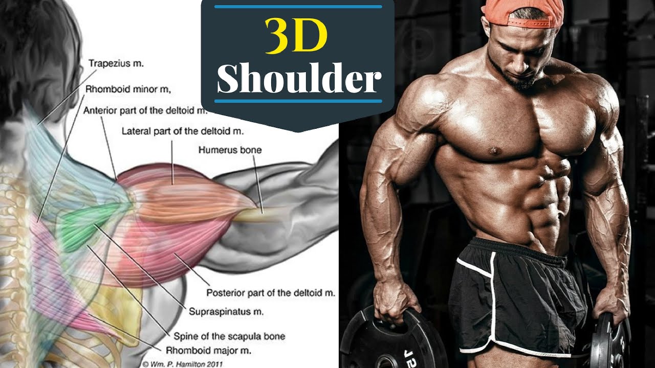 Best Science Based Shoulder Workout for bigger and Wider Shoulders ...