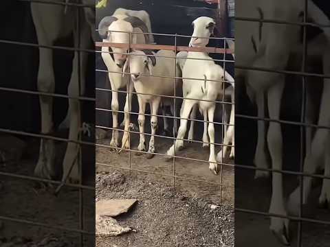 #senegal #mouton #élevage