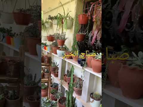 صباح فيروزي ياحلو ياحبيبي مابيعك صباح الخير