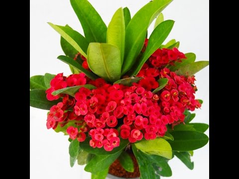 How to grow Crown of Thorns (Euphorbia milii) || how grow succulent