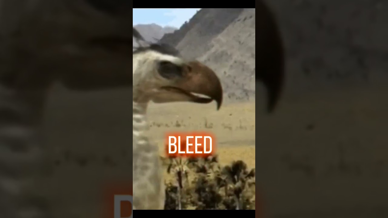 postosuchus vs terror bird 