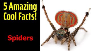5 Fascinating Facts About Spiders