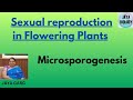 Microsporogenesis-Sexual reproduction of Flowering plants #cbse12thbiology #neetbiology #boardexam