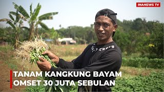 Penghasilan Petani Kangkung Rp 30 juta perbulan, Gaji Level Manager