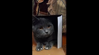 Смешные кошки ПРИКОЛЫ С КОТАМИ Кот в коробке