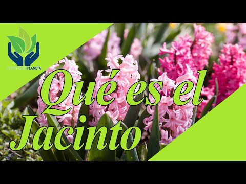 Video: Plantas de jacintos de uva: aprenda sobre los jacintos de uva comunes