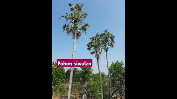 pohon siwalan #part1  #shorts #pohon #langka #ental