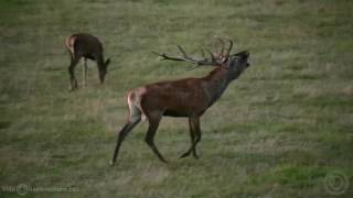 Jelen lesní Cervus elaphus