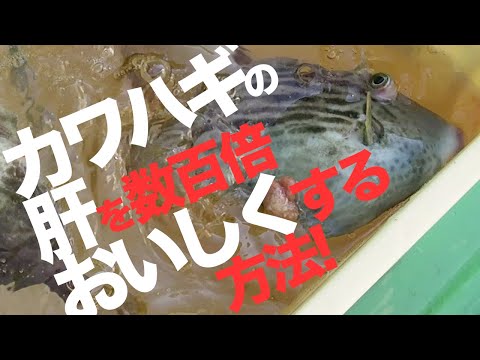 とろりとした肝がたまらない カワハギの煮付け 釣船 湘南 茅ヶ崎 一俊丸