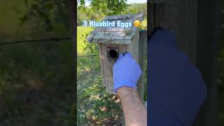 Bluebird Nesting Box Check #offgrid #garden #eggs #birds #avian #nest #shtf #bluebird #nestingbox