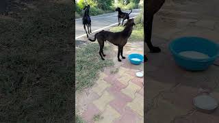 🐶 day 339/365 feeding strays dogs #please#subscribe#support#help#strayanimals#save#viral#video#fyp