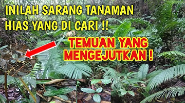 Eksplorasi belantara raya mencari tanaman hias krisna yang viral 2020 (H21)
