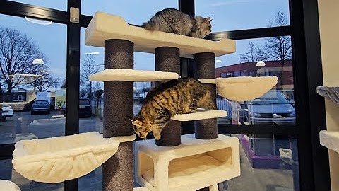 Petrebels cat trees - Siberian 200