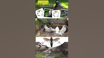 Fawn Java , Java Sparrow , Java Finch , Lovebird , White Java , Silver Java  #javasparrow #birds