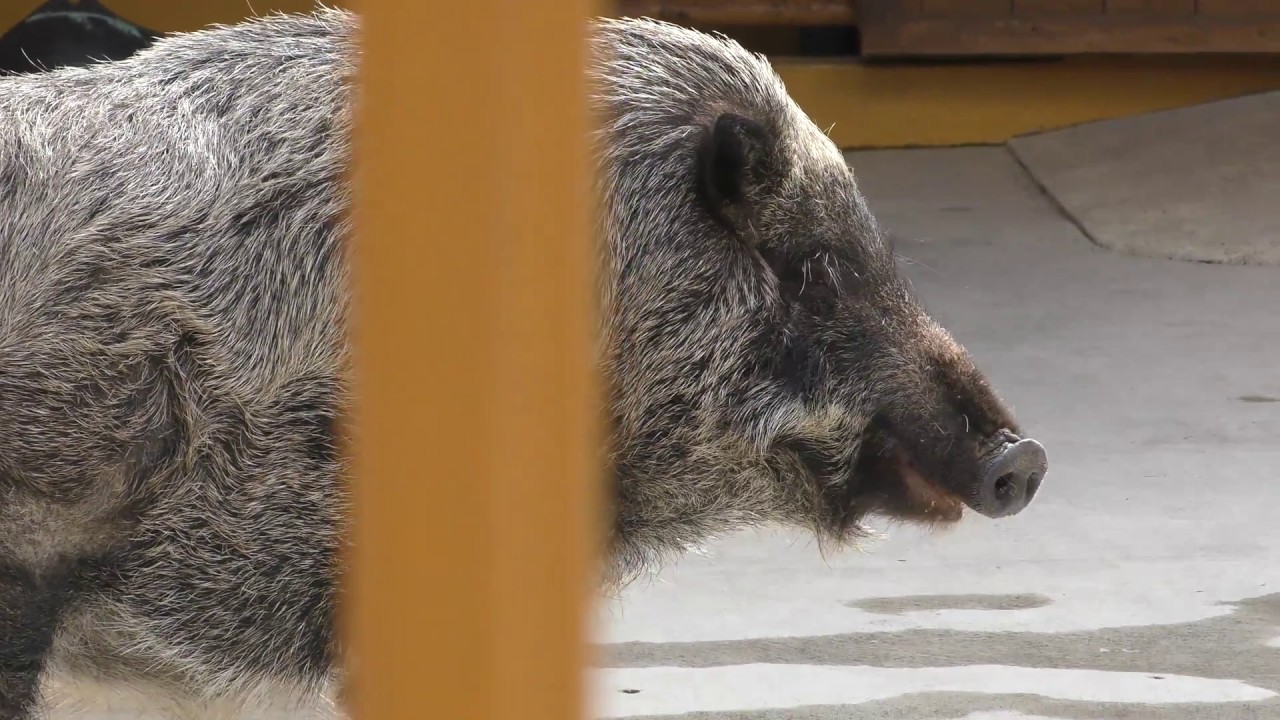 Wild Boar Japanese Ouchiyama Zoo Mie Japan January 3 18 Youtube