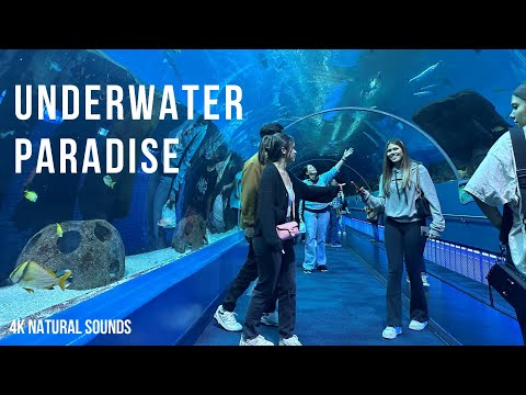 The Ocean Voyager