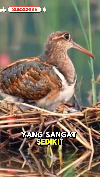 burung snipe atau berkik rawa #burung