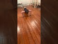 Crazy pushups
