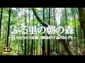 日々のストレスを優しく解きほぐす鳥のさえずりに耳を澄ませる| ストレス緩和、緊張緩和【自然音 4K relaxing nature sounds】
