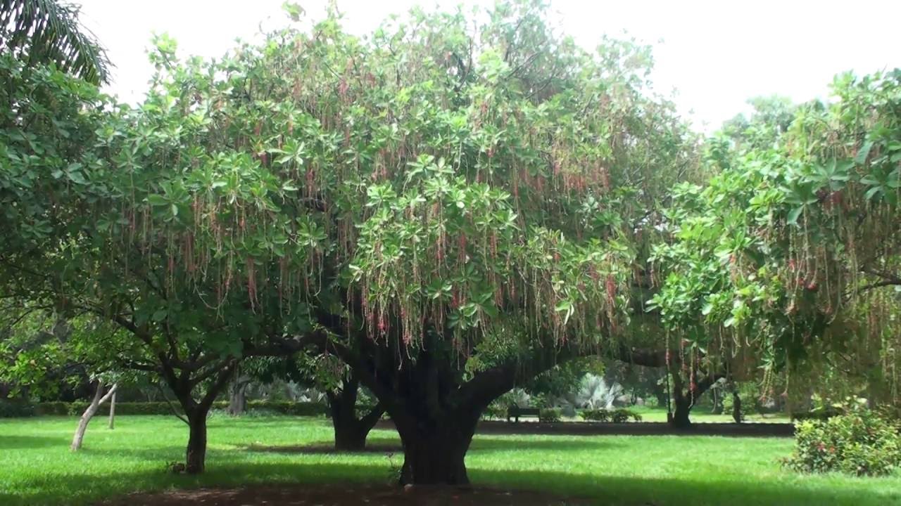 Resultado de imagen de Barringtonia acutangula