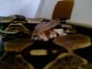 video phone beyonce mp3 My Common Boas
