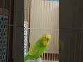 ツクツクボウシを完コピしてしまったインコがこちら🐥✨メロンちゃん