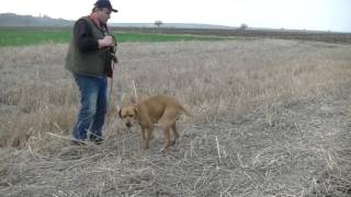 Del Garincos Mart 2017