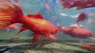 The Goldfish Pond Via A GoPro by The Jeff B. I. Files 272 views 4 months ago 4 minutes, 22 seconds