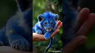 Blue Lion Is Very Interesting