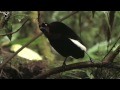 Wild Indonesia - Bronze Parotia (Parotia berlepschi)