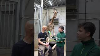 Happy Birthday Dumisani!🥳 #bellewaerde #bellewaerdepark #giraf #zoo