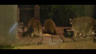 Monday evening, the last of the raccoons for the night.