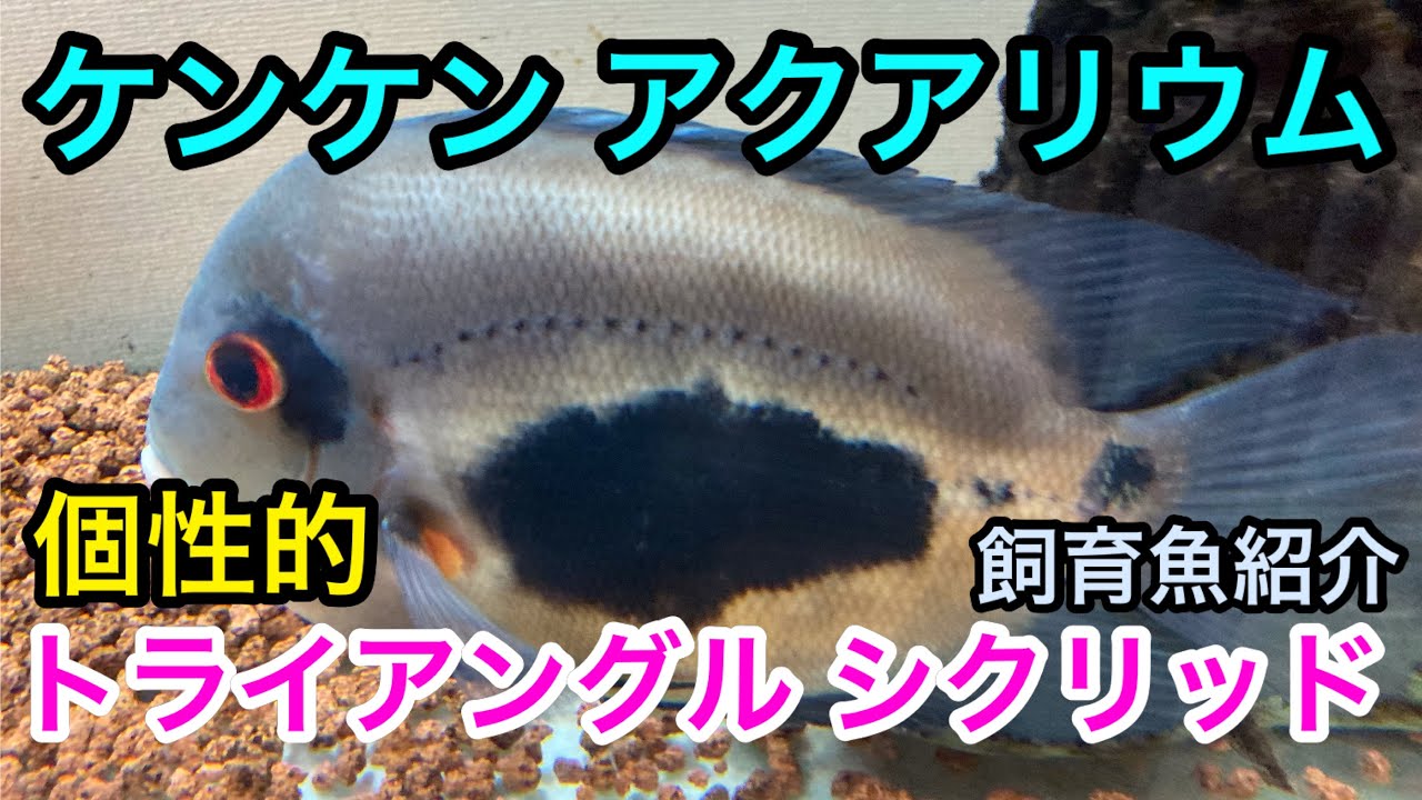 ケンケン アクアリウム《飼育魚紹介 トライアングルシクリッド