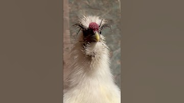 Thumbnail of Silkie Rooster Crowing to Song