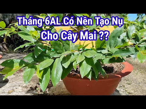 Tháng 6AL Có Nên Tạo Nụ Cho Mai, Và Những Việc Mình Cần Làm.